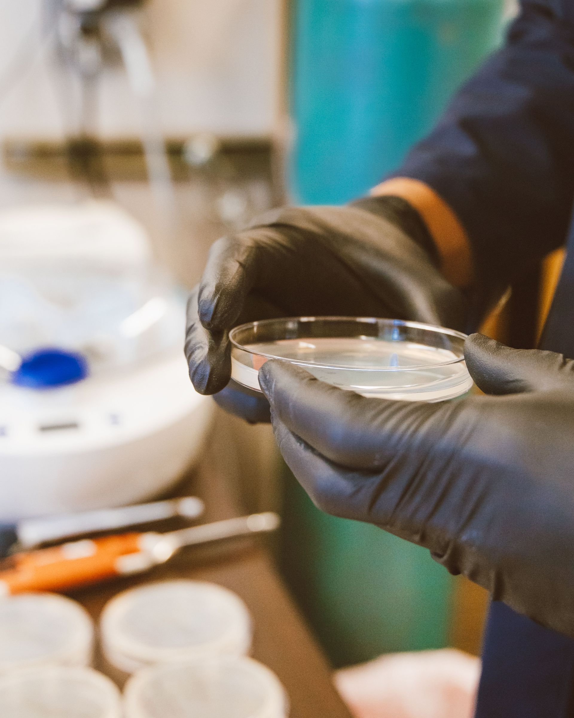 Close-up of gloved hands holding a Petri dish for research in a laboratory setting.